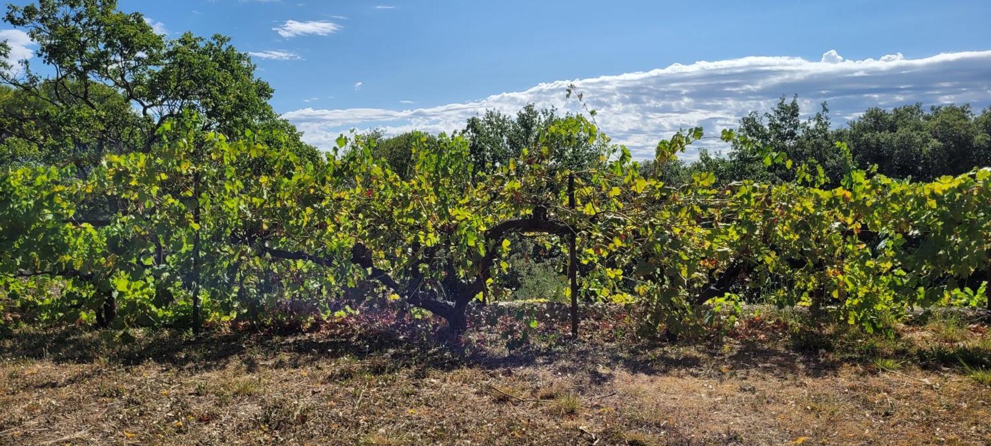 Le Domaine Du Soulier -Gite Et Chambres D'Hotes - La Maison Du Gardien Tornac Zewnętrze zdjęcie
